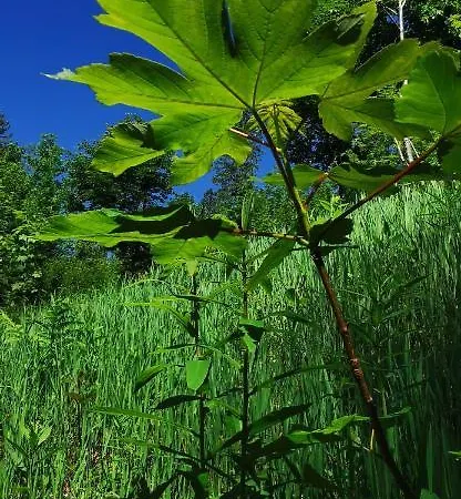 Schwarzwaldschick I Direkt An Der Piste I Whirlwanne I Tiefgarage I Skipass Verguenstigt *